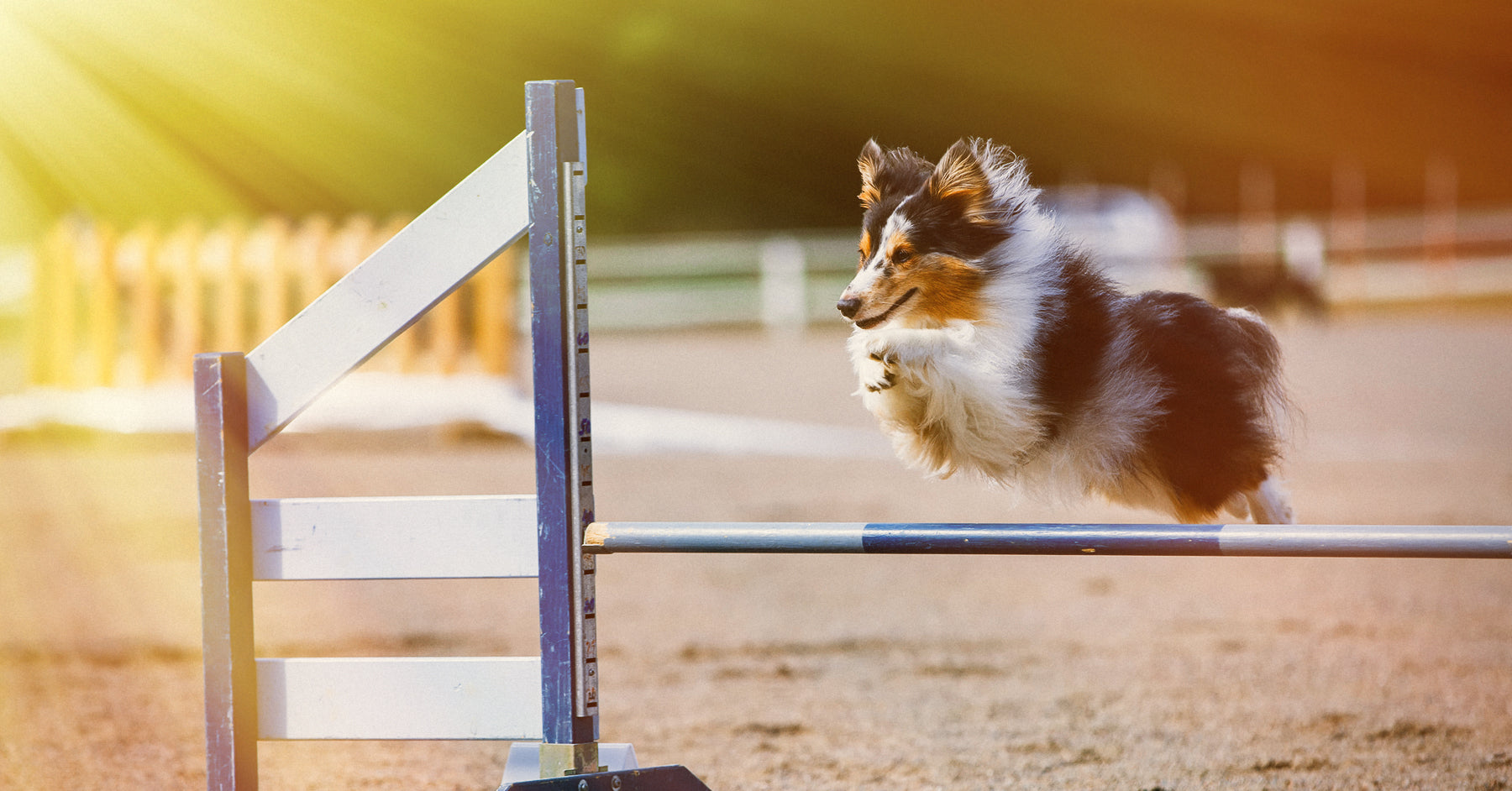Microgate Dog Sports Timing